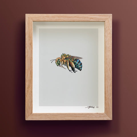 Blue-banded Bee – Limited Edition Print
