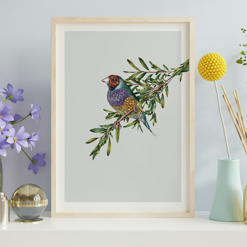 Gouldian Finch – Limited Edition Print