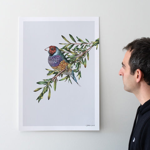 Gouldian Finch – Limited Edition Print