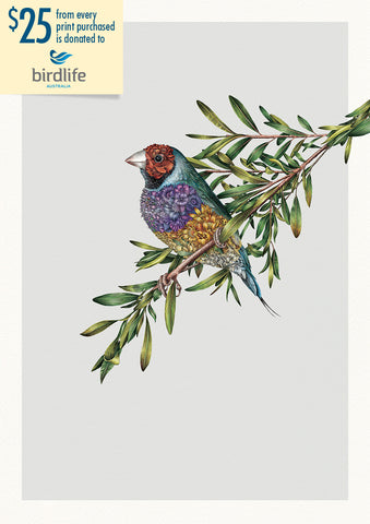 Gouldian Finch – Limited Edition Print