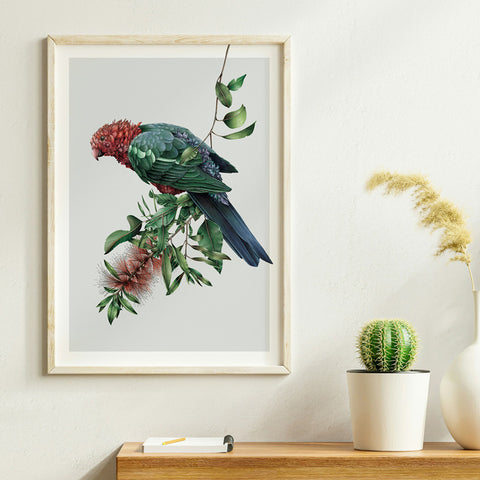 Australian King-Parrot – Limited Edition Print