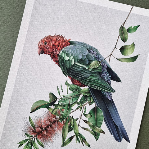 Australian King-Parrot – Limited Edition Print