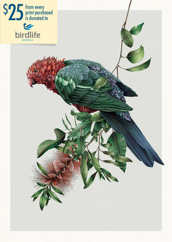 Australian King-Parrot – Limited Edition Print