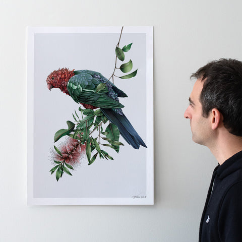 Australian King-Parrot – Limited Edition Print