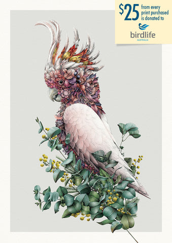 Pink Cockatoo – Limited Edition Print