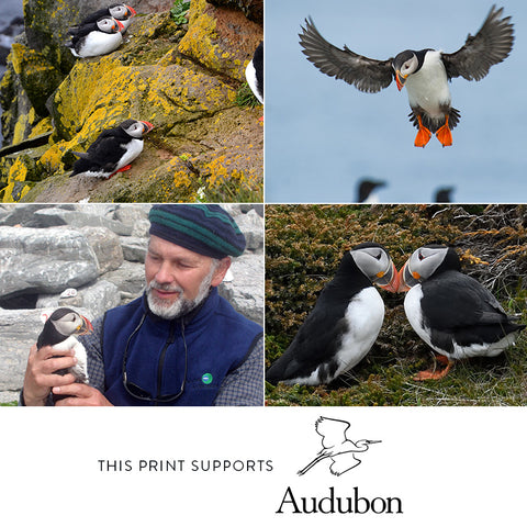 Puffin Couple – Limited Edition Print