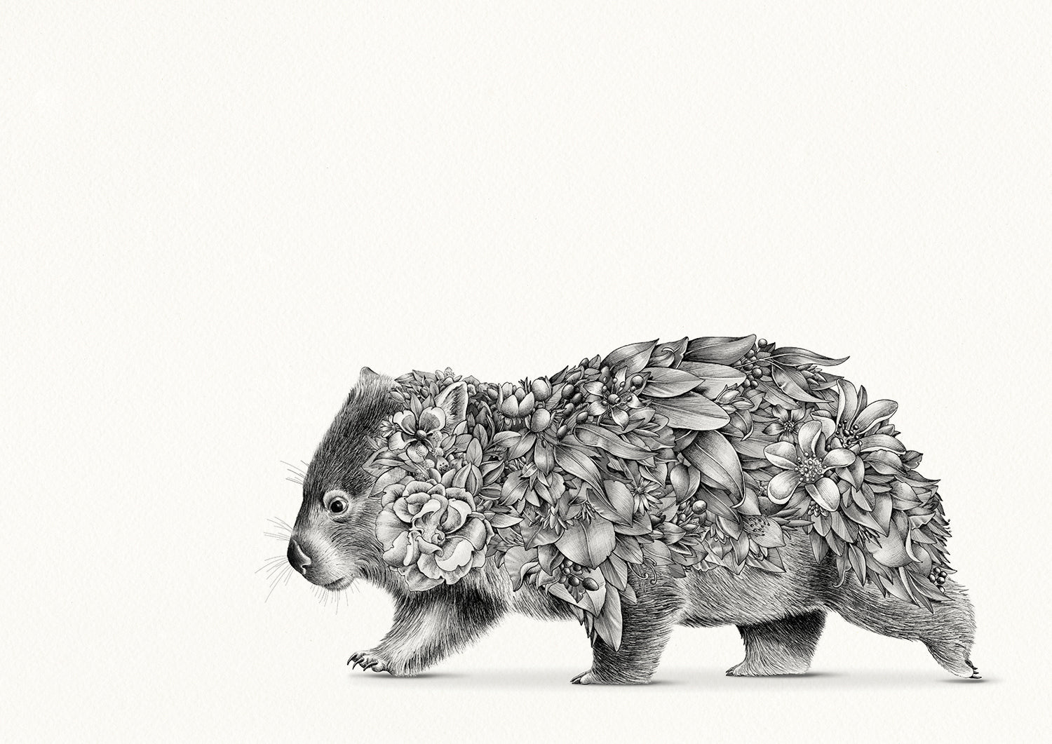 Wombat Sketch